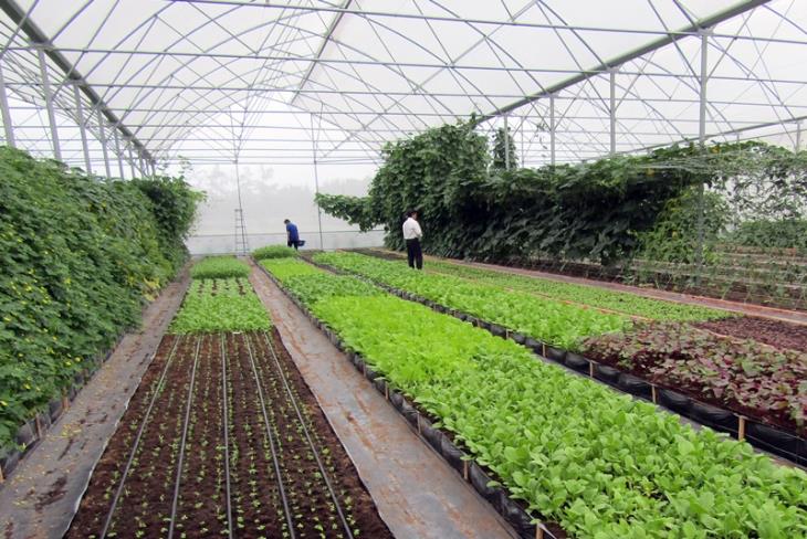 Hội nghị sơ kết 5 năm (giai đoạn 2013 – 2017) cơ cấu lại nông nghiệp