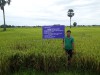 Đẩy mạnh liên kết sản xuất lúa chất lượng cao