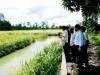 Trảng Bàng: hiệu quả từ mô hình nuôi bán thâm canh cá rô đồng kết hợp lúa